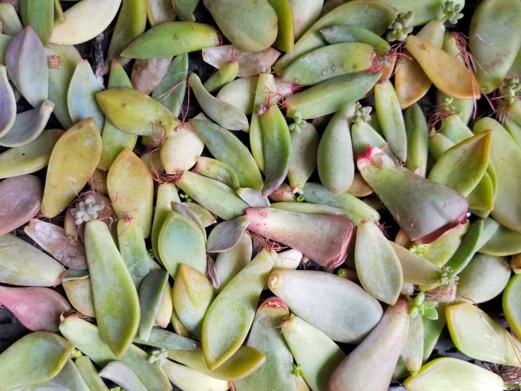 Succulent leaves at various stages of propagation