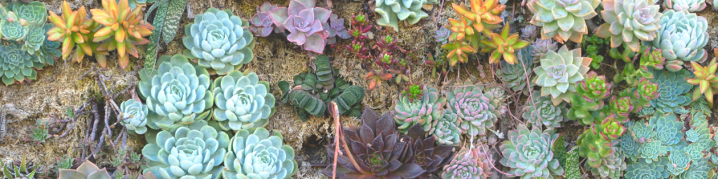 Various types of succulents planted in the ground.