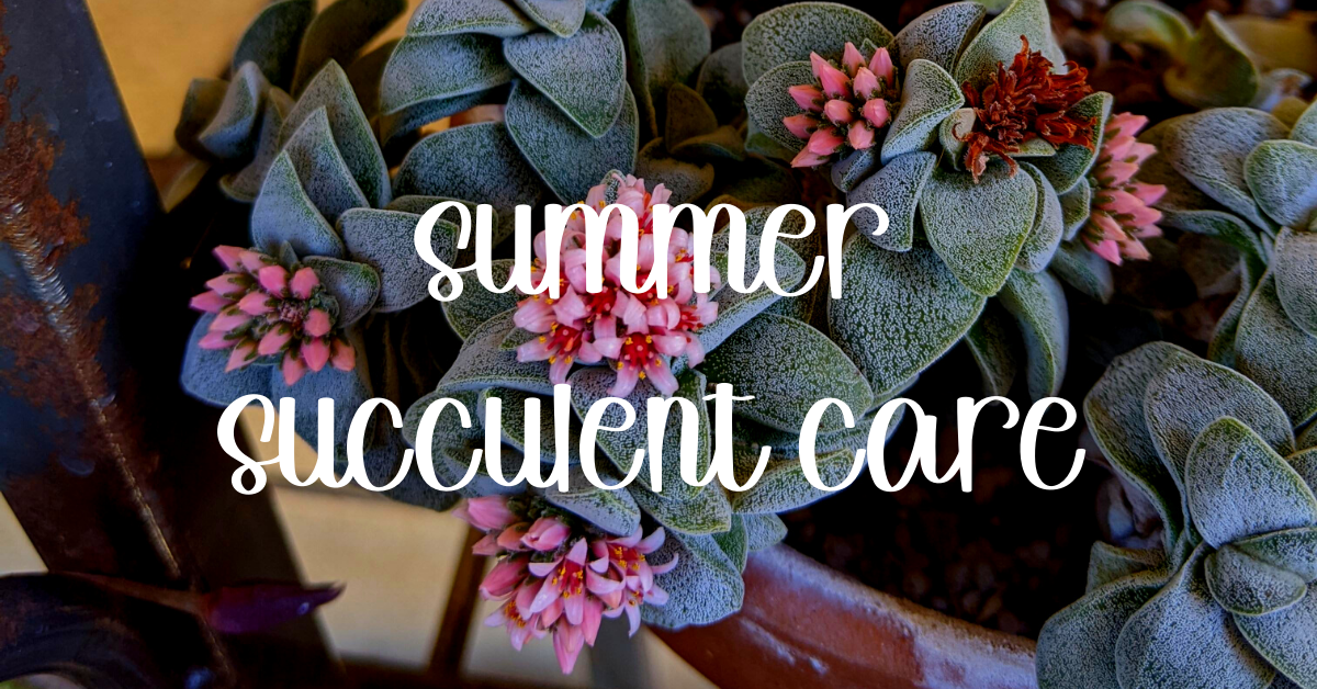 Summer succulent care