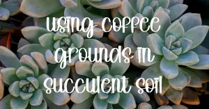 Using coffee grounds in succulent soil