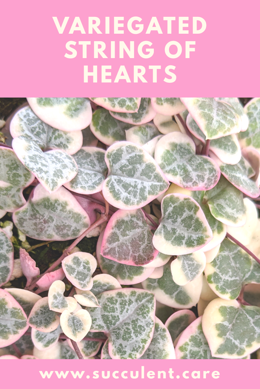 Variegated string of hearts string of hearts, ceropegia woodii, trailing succulents, variegated string of hearts