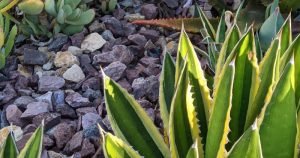 Vibrant green and yellow striped leaves agave lophantha quadricolor
