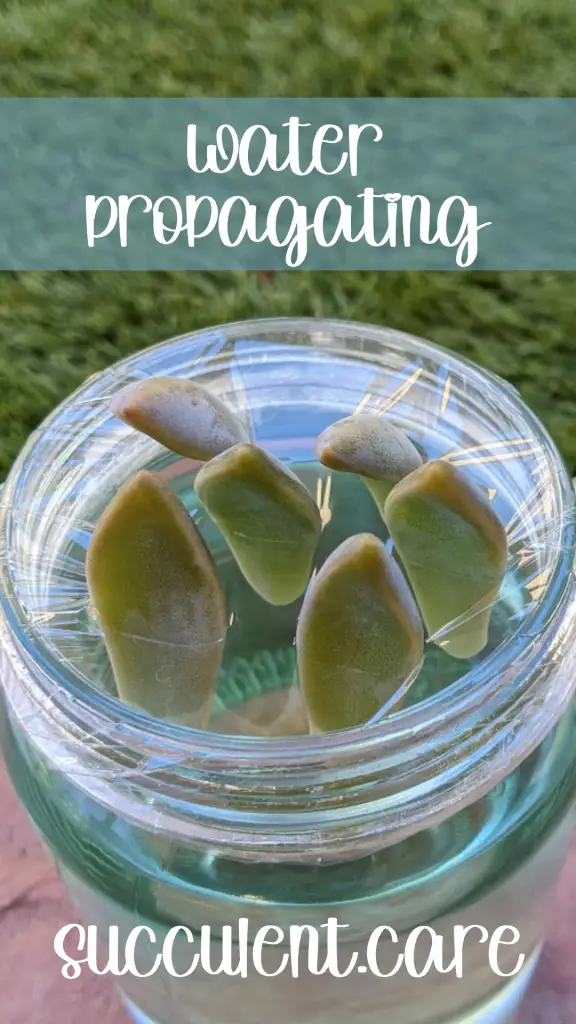Water propagating succulent leaves