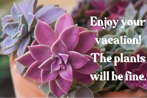 Caring for succulents while on vacation image of potted succulents with text saying "enjoy your vacation! The plants will be fine. "