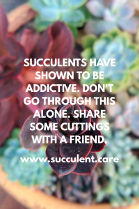 Where to buy succulents online