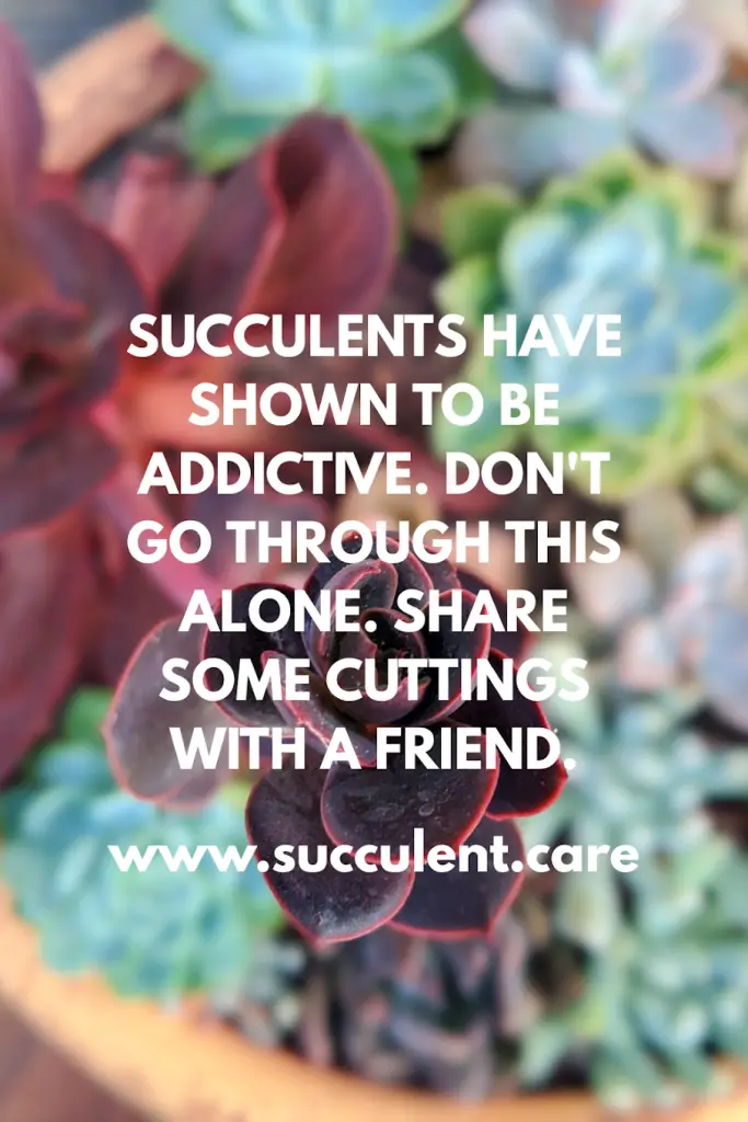 Where to buy succulents online red succulent