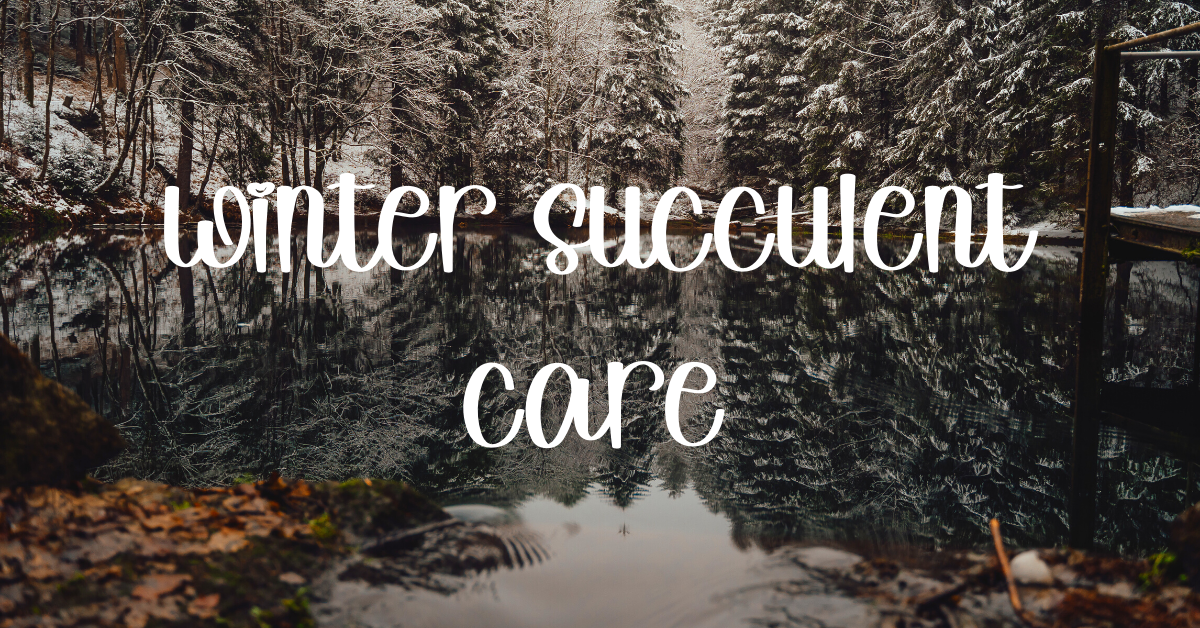 winter succulent care
