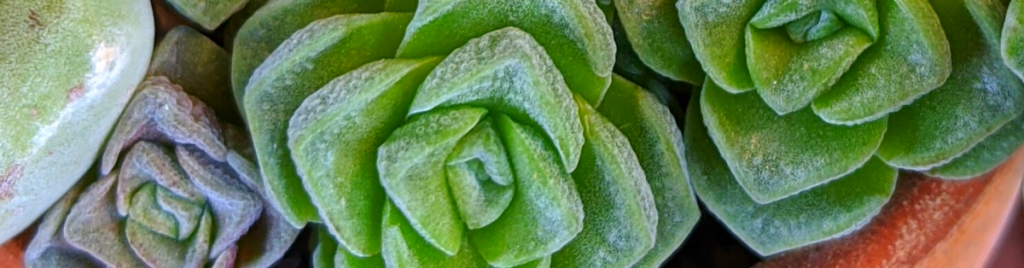 5 reasons to avoid misting succulents misting succulents
