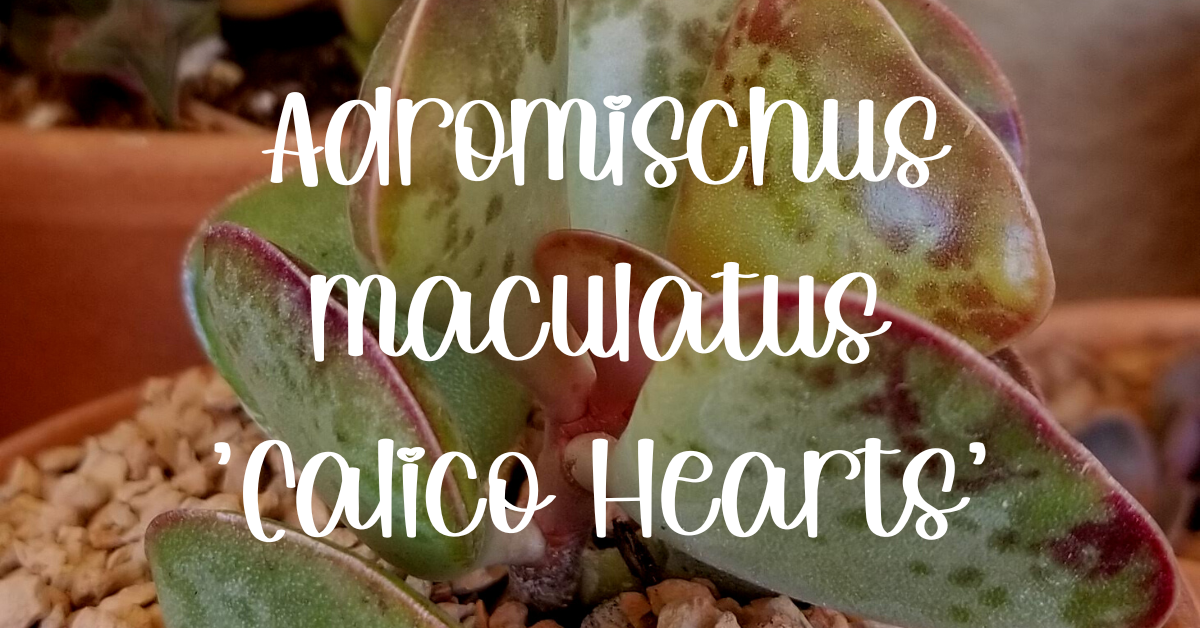 Adromischus maculatus calico hearts maculatus