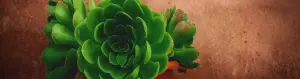 Aeoniums are generally hardier and more resistant to pests and diseases