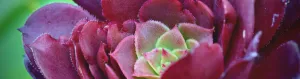 Aeoniums are more tolerant of cooler temperatures and can handle a light frost