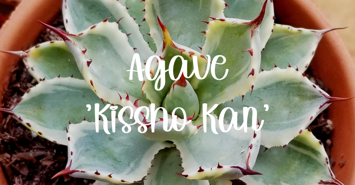 agave 'kissho kan' care guide and inormation