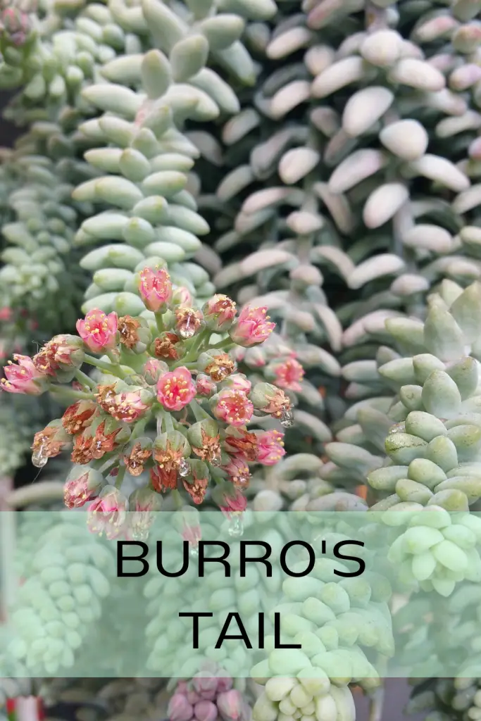 Burros tail trailing succulent trailing succulents,senecio
