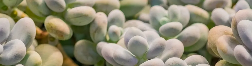 Be careful not to touch the leaves of pachyphytum oviferum moonstone succulent pachyphytum oviferum