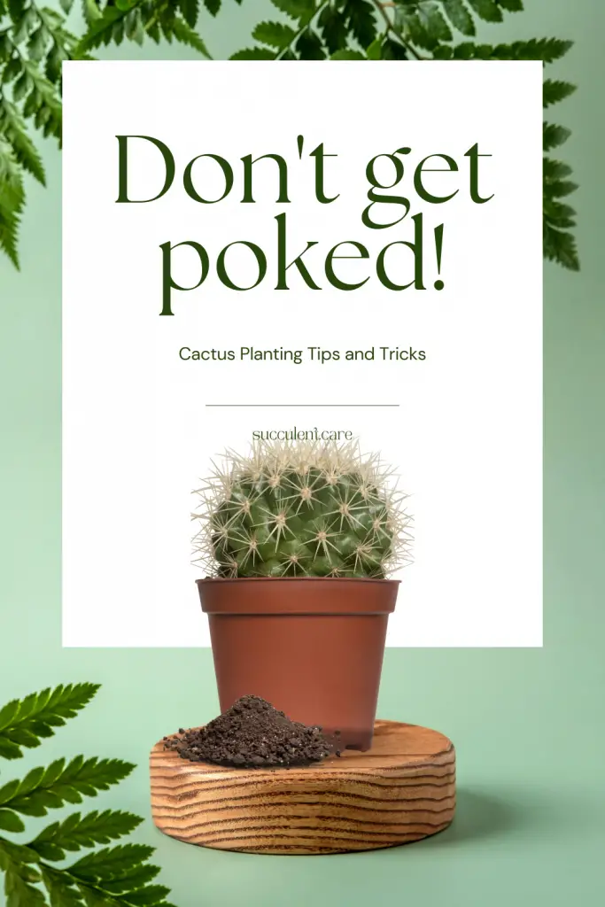 Cactus planting tips and tricks transplant