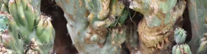 Cactus corking is a natural process that occurs as cactus plants age