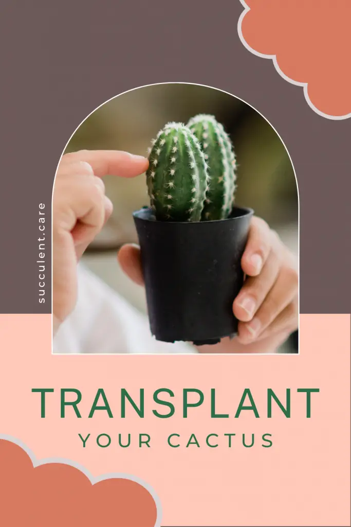 Cactus transplanting tips and tricks transplant
