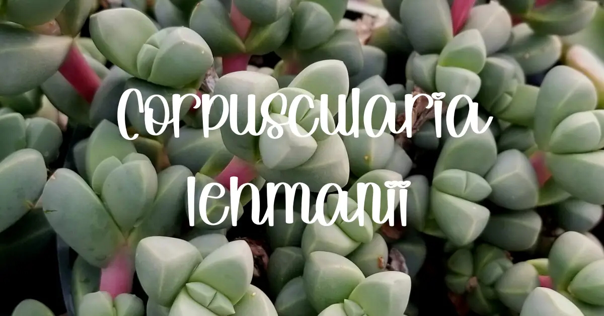 Corpuscularia lehmanii 'Ice Plant'
