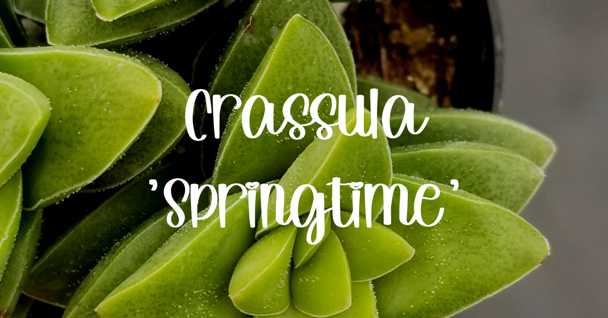 Crassula springtime crassula