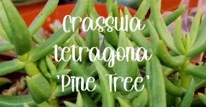 crassula tetragona 'miniature pine tree'