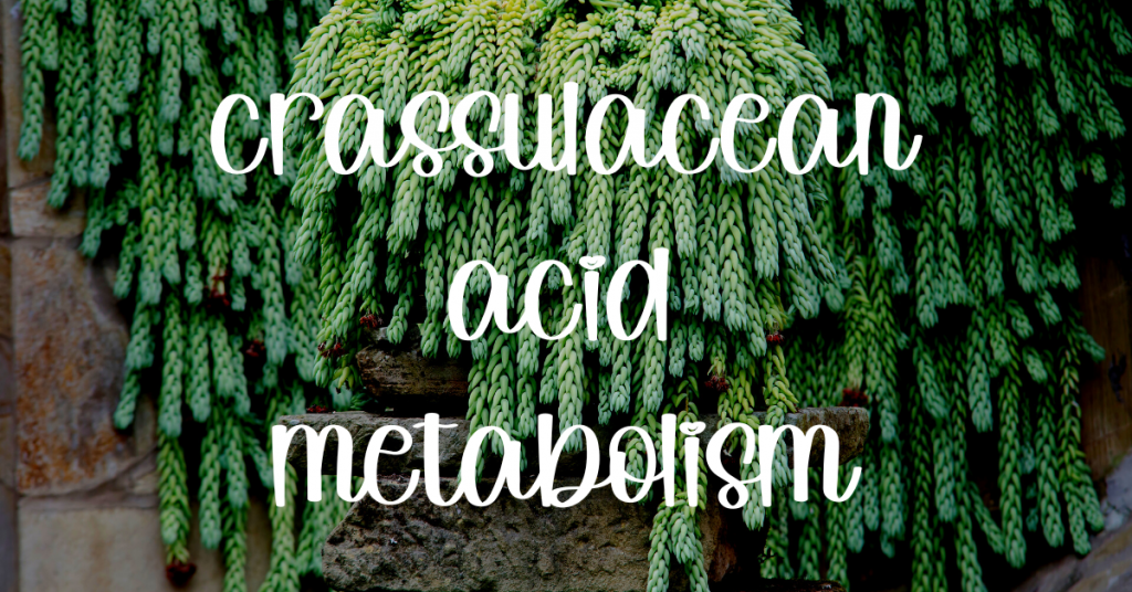 Crassulacean acid metabolism info guide 1 crassulacean acid metabolism