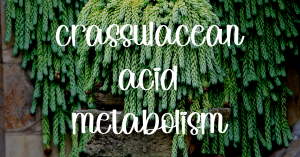 Crassulacean acid metabolism info guide 1