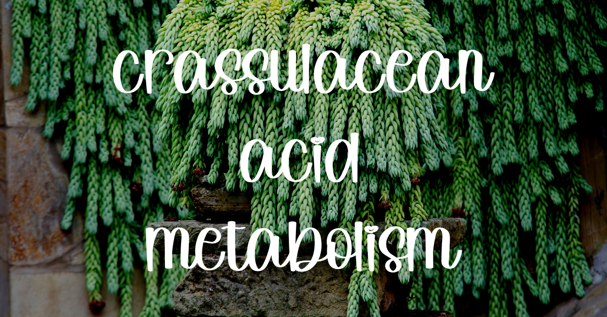 Crassulacean acid metabolism info guide succulent