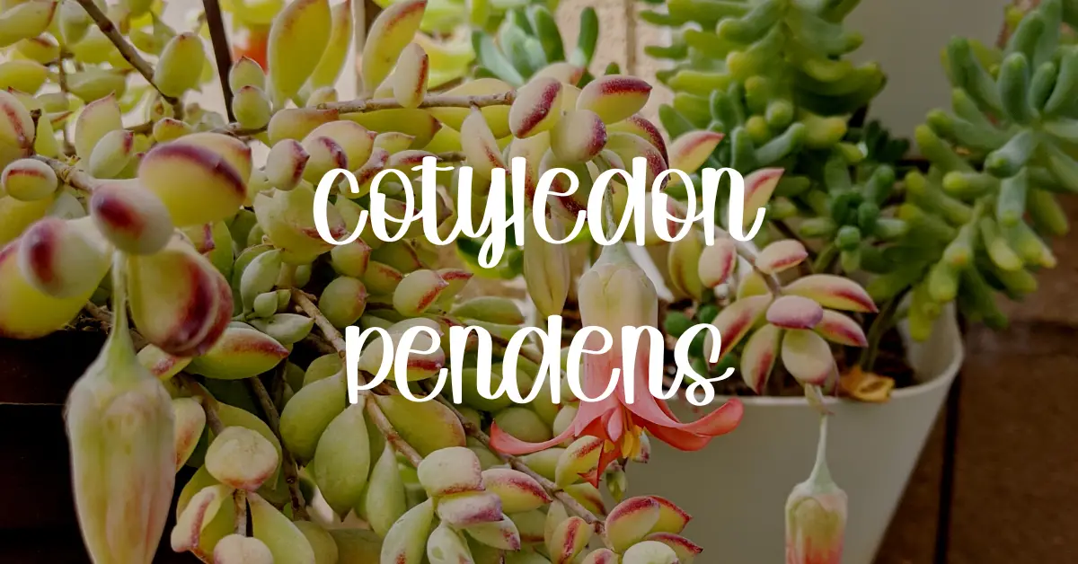 cotyledon pendens