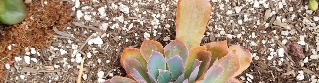 Drainage and aeration are crucial for succulent health