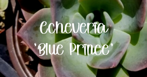 Echeveria 'blue prince'