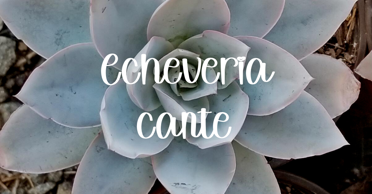 Echeveria cante care guide and information