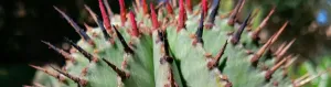 Familiarize yourself with common toxic succulents