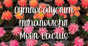 'moon cactus'