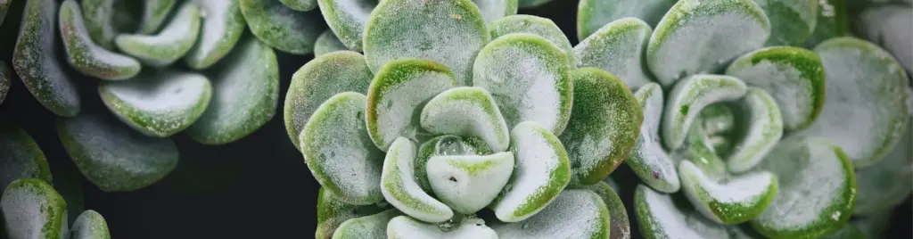 Closeup of sedum spathulifolium 'capo blanco'