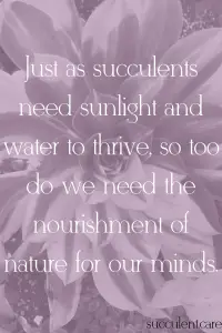 Just as succulents need sunlight and water to thrive so too do we need the nourishment of nature for our minds