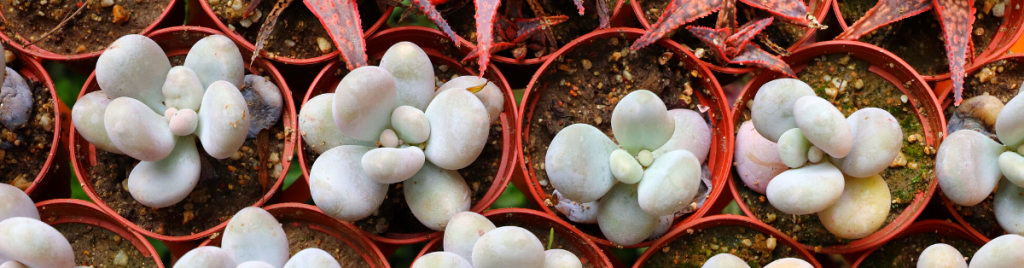 Learn the best practices when caring for pachyphytum oviferum moonstone succulent