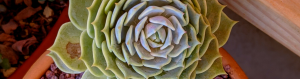 Misting succulents can cause shallow root growth