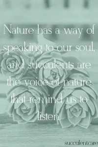 Nature has a way of speaking to our soul and succulents are the voice of nature that remind us to listen