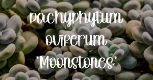 Pachyphytum oviferum moonstone succulent