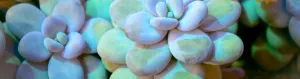 Pachyphytum oviferum moonstone succulent is a popular succulent to collect
