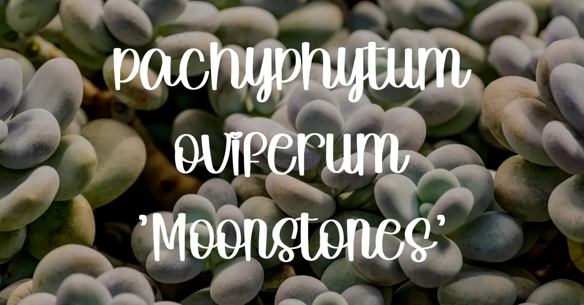 Pachyphytum oviferum moonstone succulent pachyphytum oviferum
