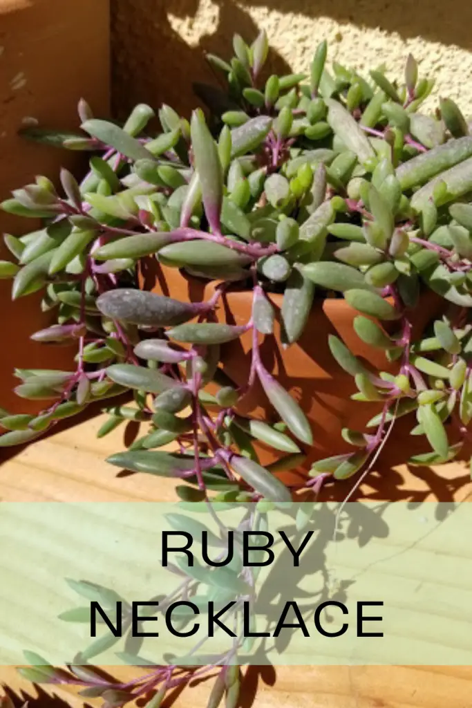 Ruby necklace trailing succulent trailing succulent