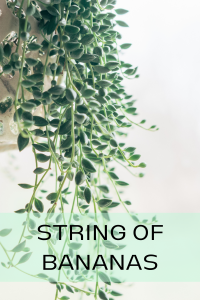 String of bananas trailing succulent