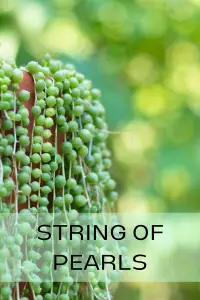 String of pearls trailing succulent