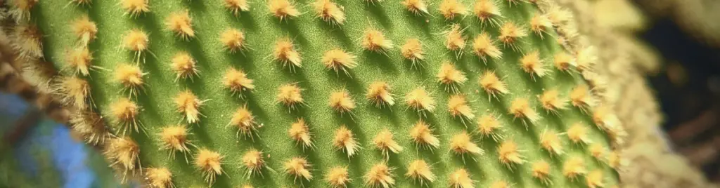 Some succulent adaptations are mutualistic relationships with other organisms succulent adaptation