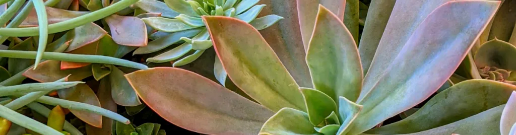 Succulents also need good air circulation to stay healthy root rot