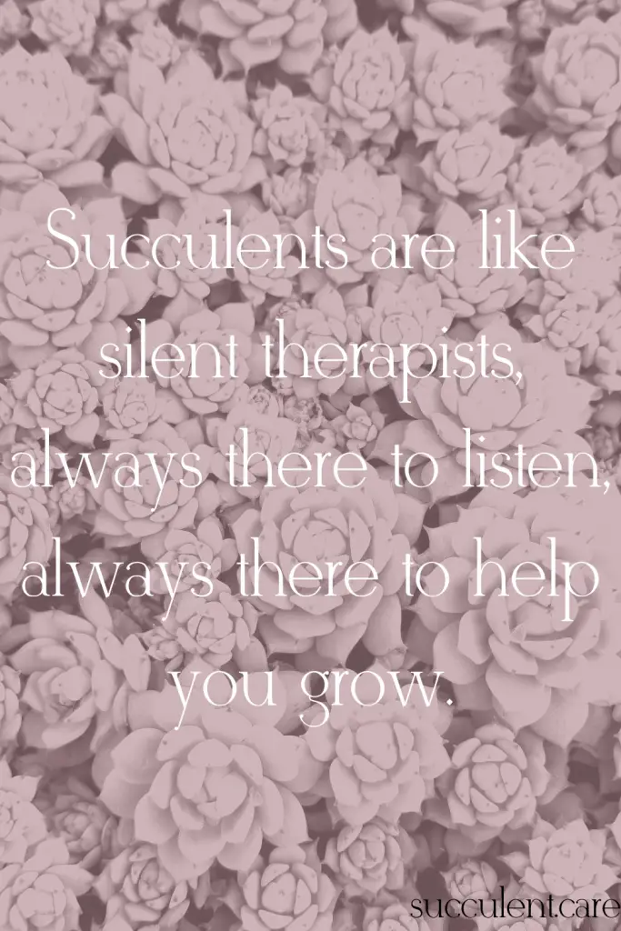 Succulents are like silent therapists always there to listen always there to help you grow