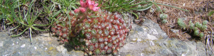 Succulents are native to arid regions