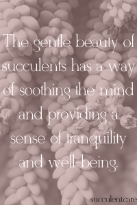 The gentle beauty of succulents has a way of soothing the mind and providing a sense of tranquility and well-being