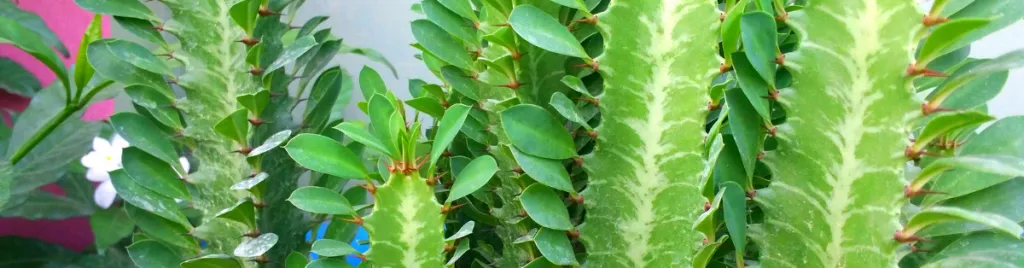 The toxic substances in euphorbia plants are called diterpenoid esters poisonous